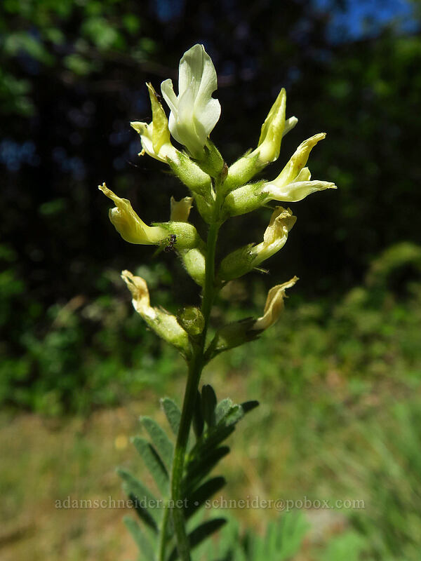 Henderson's milk-vetch (Astragalus accidens var. hendersonii) [East Applegate Ridge Trail, Jackson County, Oregon]