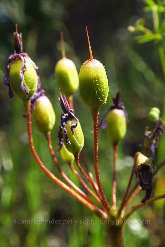 Henderson's shooting star seed pods (Dodecatheon hendersonii (Primula hendersonii)) [East Applegate Ridge Trail, Jackson County, Oregon]