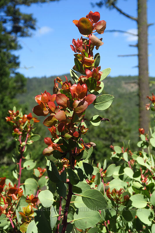 white-leaf manzanita, new growth (Arctostaphylos viscida) [East Applegate Ridge Trail, Jackson County, Oregon]