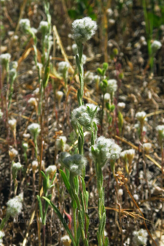 slender cotton-weed (Micropus californicus) [East Applegate Ridge Trail, Jackson County, Oregon]