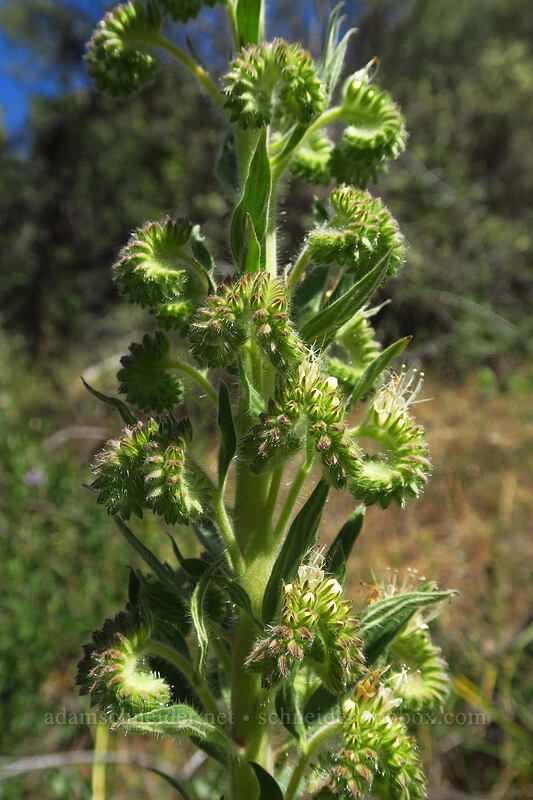 varied-leaf phacelia (Phacelia heterophylla) [East Applegate Ridge Trail, Jackson County, Oregon]