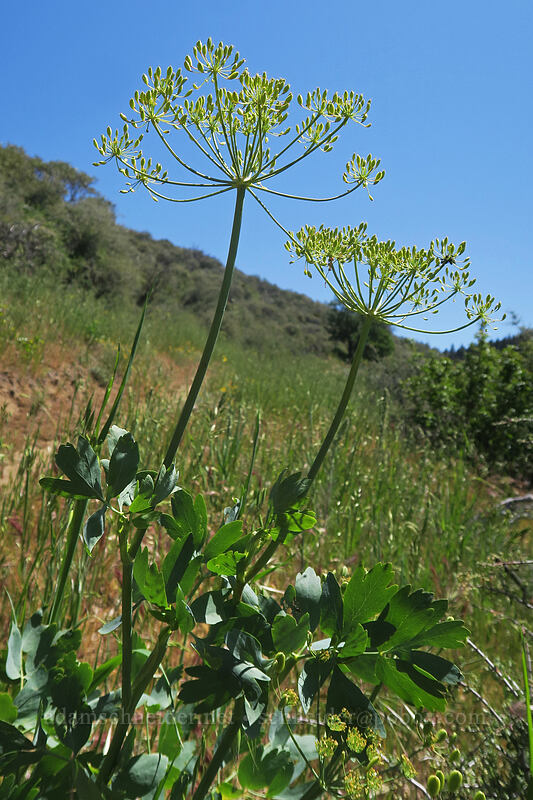 California desert parsley (Lomatium californicum) [East Applegate Ridge Trail, Jackson County, Oregon]