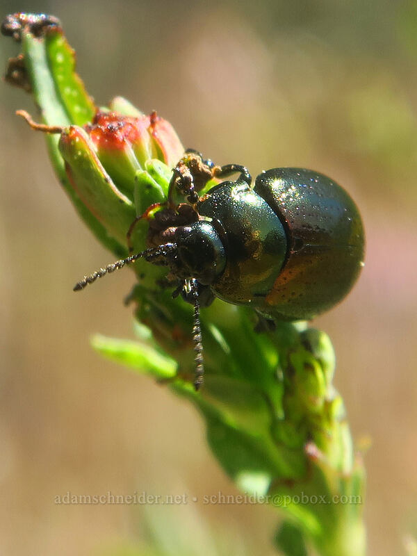 St.-John's-wort beetle on St.-John's-wort (Chrysolina hyperici, Hypericum perforatum) [East Applegate Ridge Trail, Jackson County, Oregon]