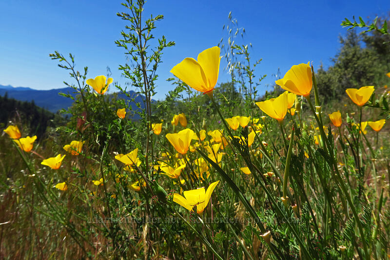 California poppies (Eschscholzia californica) [East Applegate Ridge Trail, Jackson County, Oregon]