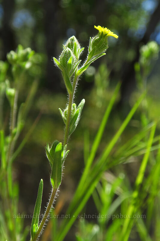 slender tarweed (Madia gracilis) [East Applegate Ridge Trail, Jackson County, Oregon]
