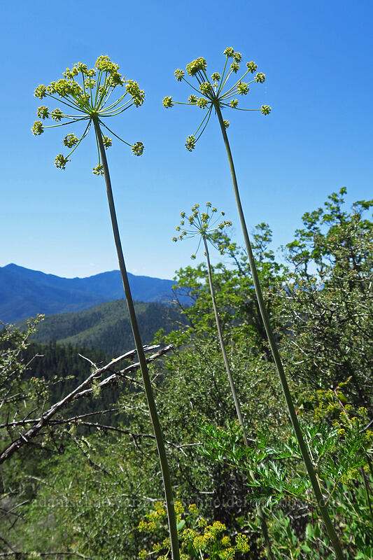 fern-leaf desert parsley (Lomatium dissectum var. dissectum) [East Applegate Ridge Trail, Jackson County, Oregon]