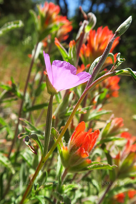 clarkia & paintbrush (Clarkia gracilis ssp. gracilis, Castilleja sp.) [East Applegate Ridge Trail, Jackson County, Oregon]