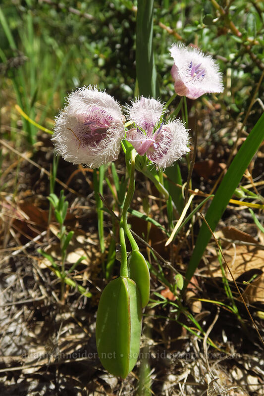 Tolmie's mariposa lilies (Calochortus tolmiei) [East Applegate Ridge Trail, Jackson County, Oregon]