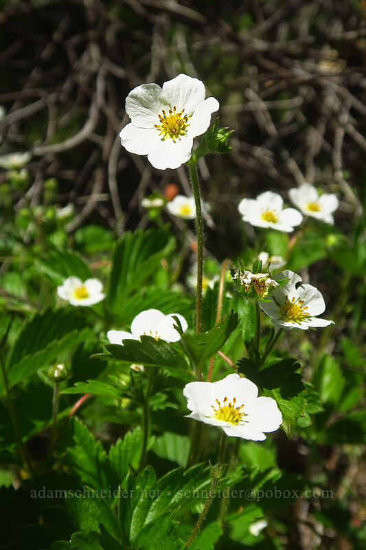 strawberry flowers (Fragaria vesca) [East Applegate Ridge Trail, Jackson County, Oregon]