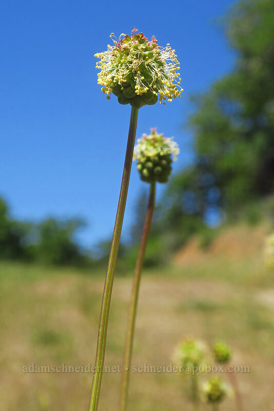 garden burnet (Poterium sanguisorba (Sanguisorba minor)) [East Applegate Ridge Trail, Jackson County, Oregon]