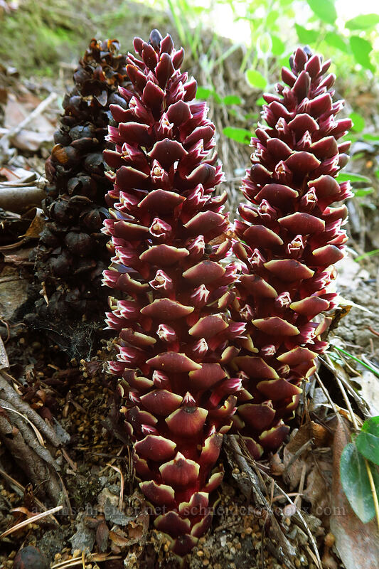 California ground-cone (Kopsiopsis strobilacea (Boschniakia strobilacea)) [Jacksonville Forest Park, Jackson County, Oregon]