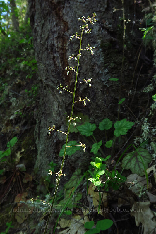 small-flowered alumroot (Heuchera micrantha) [Jacksonville Forest Park, Jackson County, Oregon]