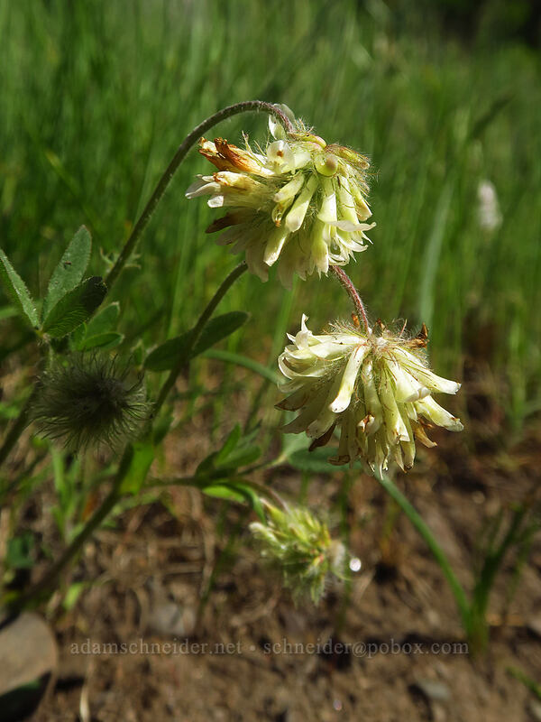 woolly-head clover (Trifolium eriocephalum) [Viewpoint Mike Trail, Jackson County, Oregon]