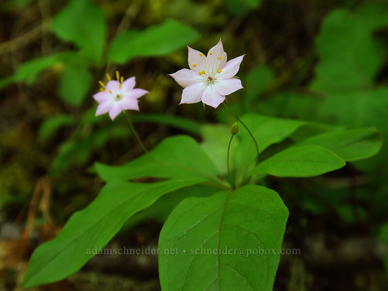 western starflower (Lysimachia latifolia (Trientalis borealis ssp. latifolia)) [Viewpoint Mike Trail, Jackson County, Oregon]