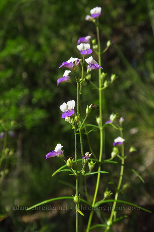 narrow-leaf blue-eyed-Mary (Collinsia linearis (Collinsia rattanii var. linearis)) [Viewpoint Mike Trail, Jackson County, Oregon]