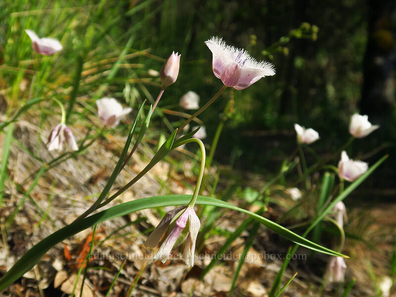 Tolmie's mariposa lilies (Calochortus tolmiei) [Viewpoint Mike Trail, Jackson County, Oregon]