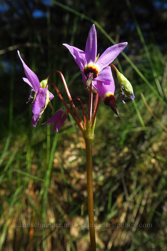 Henderson's shooting stars (Dodecatheon hendersonii (Primula hendersonii)) [Viewpoint Mike Trail, Jackson County, Oregon]