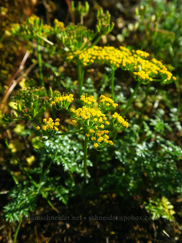 Hall's desert parsley (Lomatium hallii) [Viewpoint Mike Trail, Jackson County, Oregon]