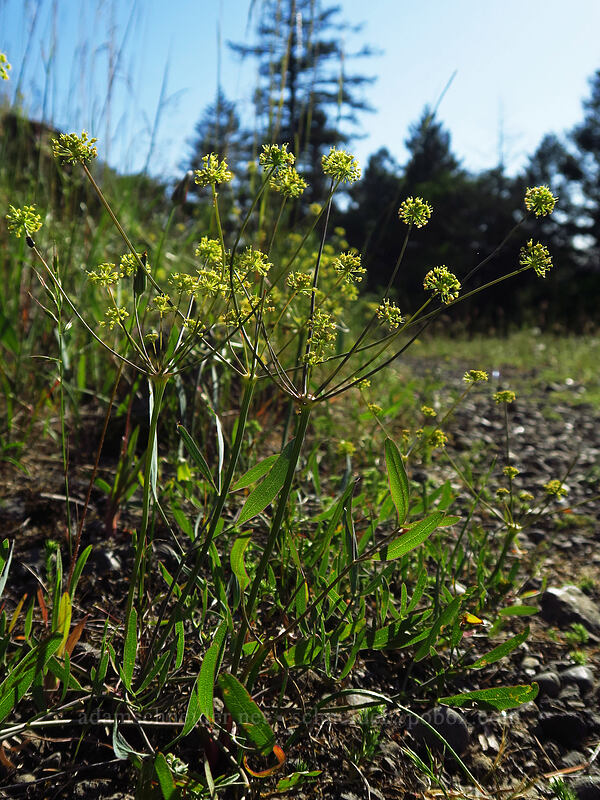nine-leaf desert parsley (Lomatium triternatum) [Viewpoint Mike Trail, Jackson County, Oregon]