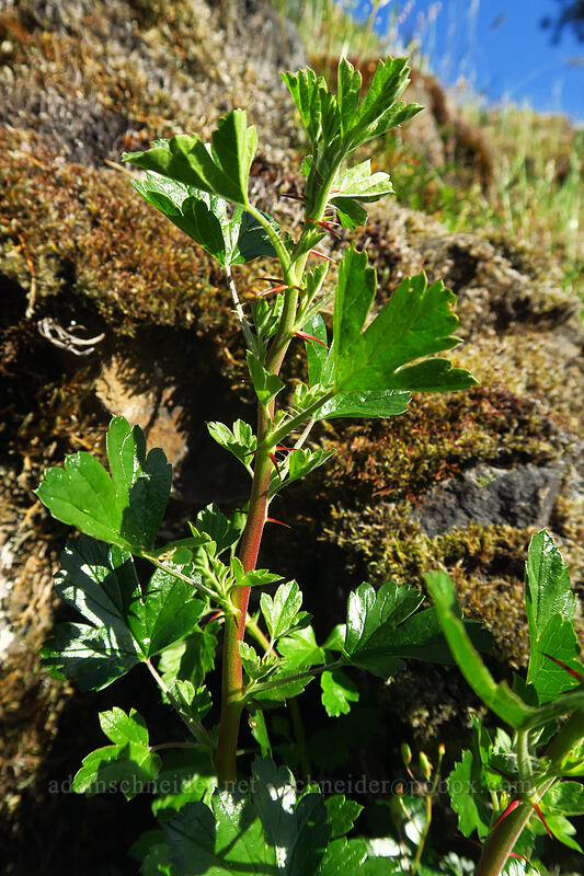 shiny-leaf gooseberry leaves (Ribes roezlii var. cruentum (Grossularia cruenta)) [Viewpoint Mike Trail, Jackson County, Oregon]
