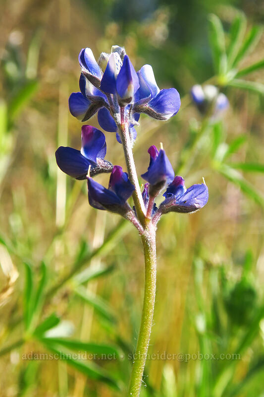 bi-color lupine (Lupinus bicolor) [Viewpoint Mike Trail, Jackson County, Oregon]