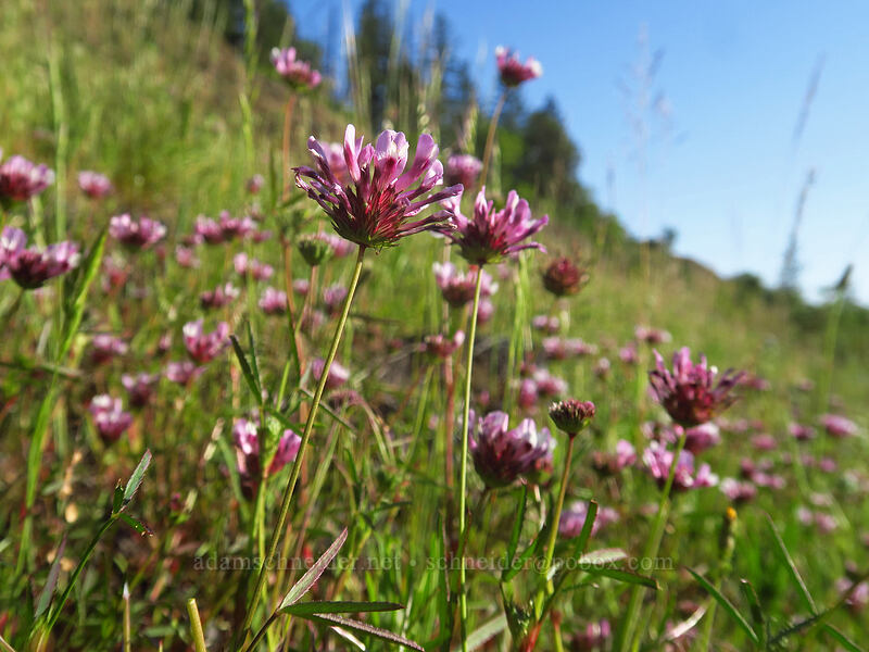 tomcat clover (Trifolium willdenovii) [Viewpoint Mike Trail, Jackson County, Oregon]