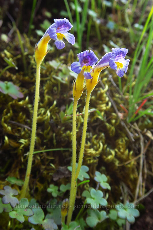 naked broomrape (Aphyllon purpureum (Orobanche uniflora)) [Viewpoint Mike Trail, Jackson County, Oregon]