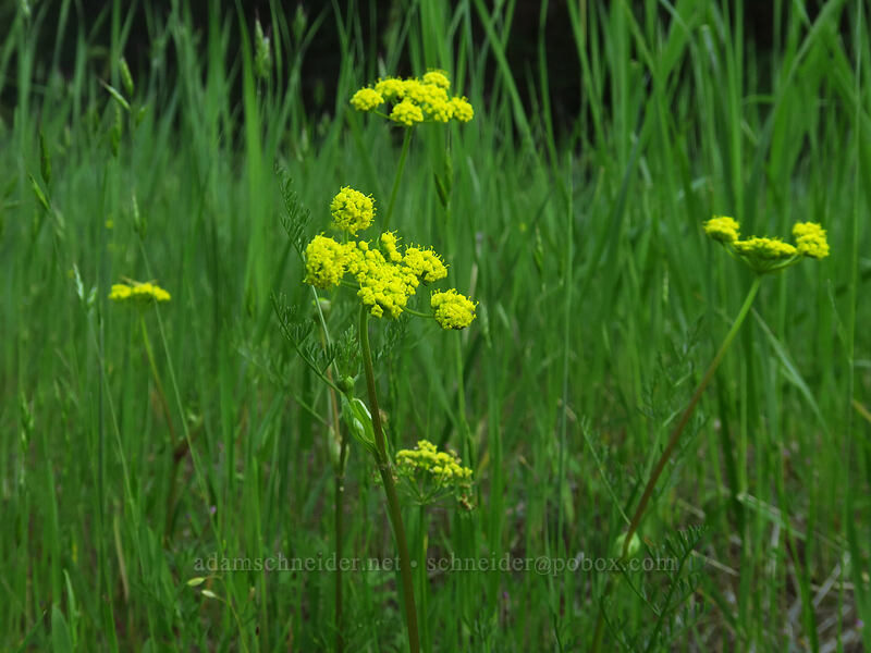 common desert parsley (spring-gold) (Lomatium utriculatum) [Viewpoint Mike Trail, Jackson County, Oregon]