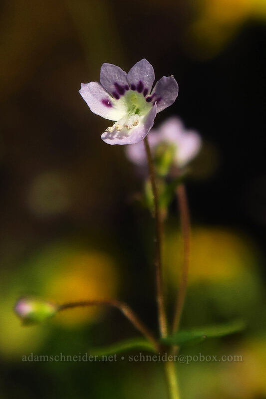 small-flowered tonella (Tonella tenella) [Crater Lake Highway, Jackson County, Oregon]