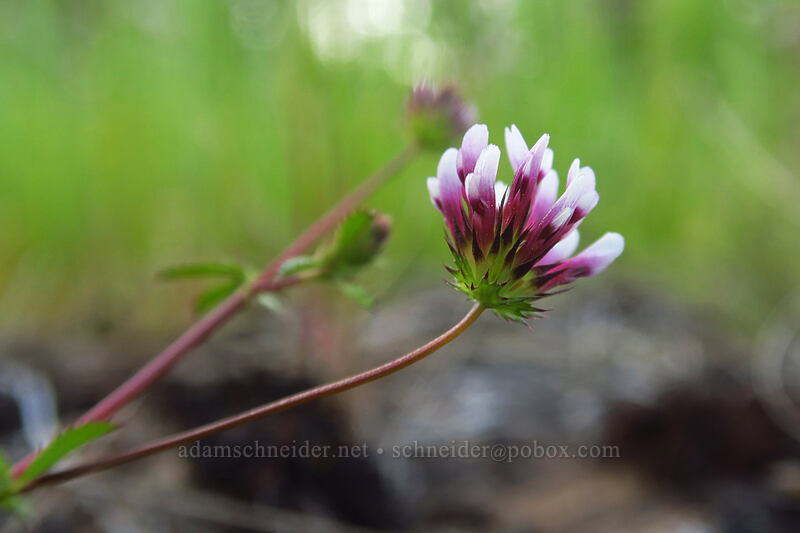 white-tip clover (Trifolium variegatum) [Takelma Drive, Jackson County, Oregon]