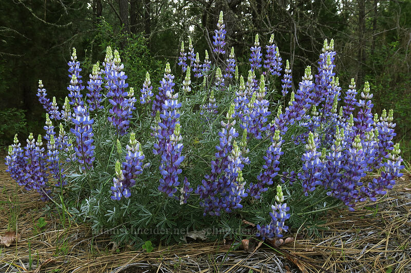 roadside lupines (Lupinus sp.) [Takelma Drive, Jackson County, Oregon]
