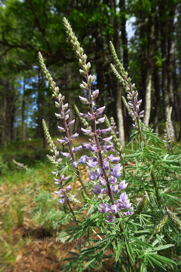 spurred lupine (Lupinus arbustus) [Brooks Memorial State Park, Klickitat County, Washington]