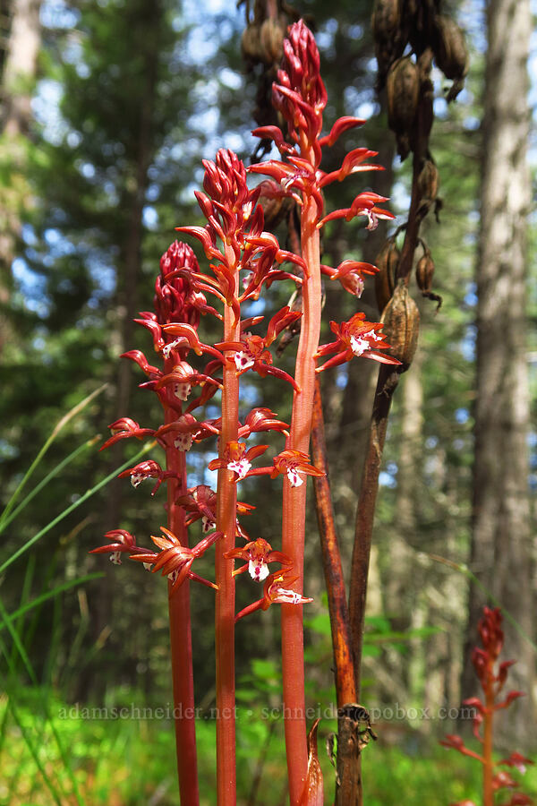 spotted coral-root orchid (Corallorhiza maculata) [Brooks Memorial State Park, Klickitat County, Washington]