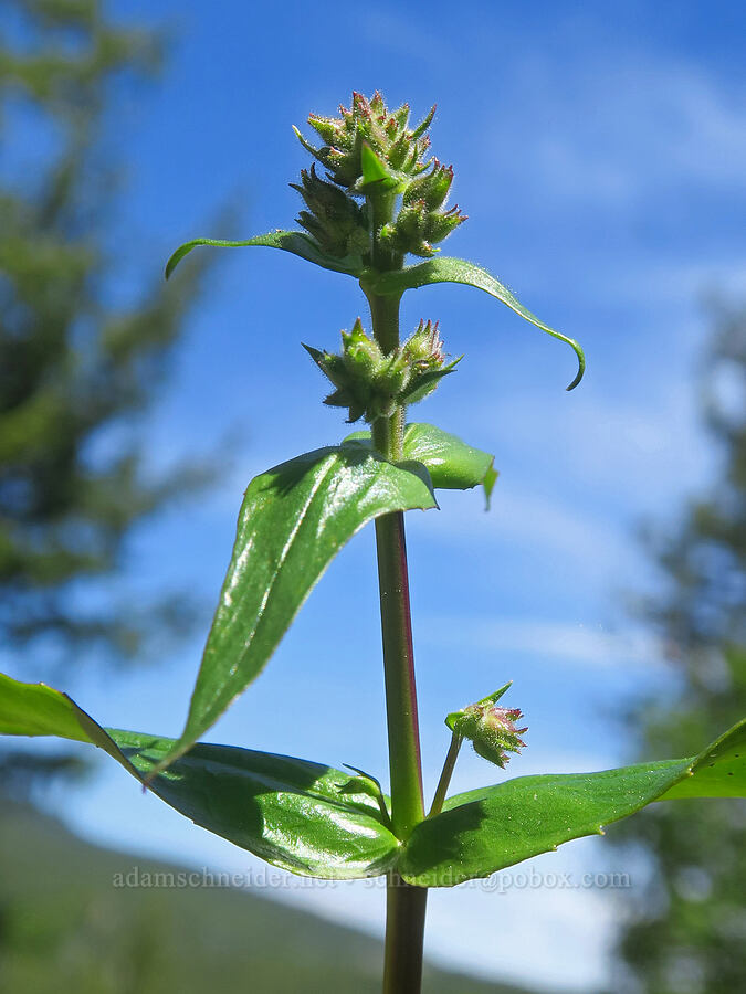 taper-leaf penstemon, budding (Penstemon attenuatus) [Brooks Memorial State Park, Klickitat County, Washington]