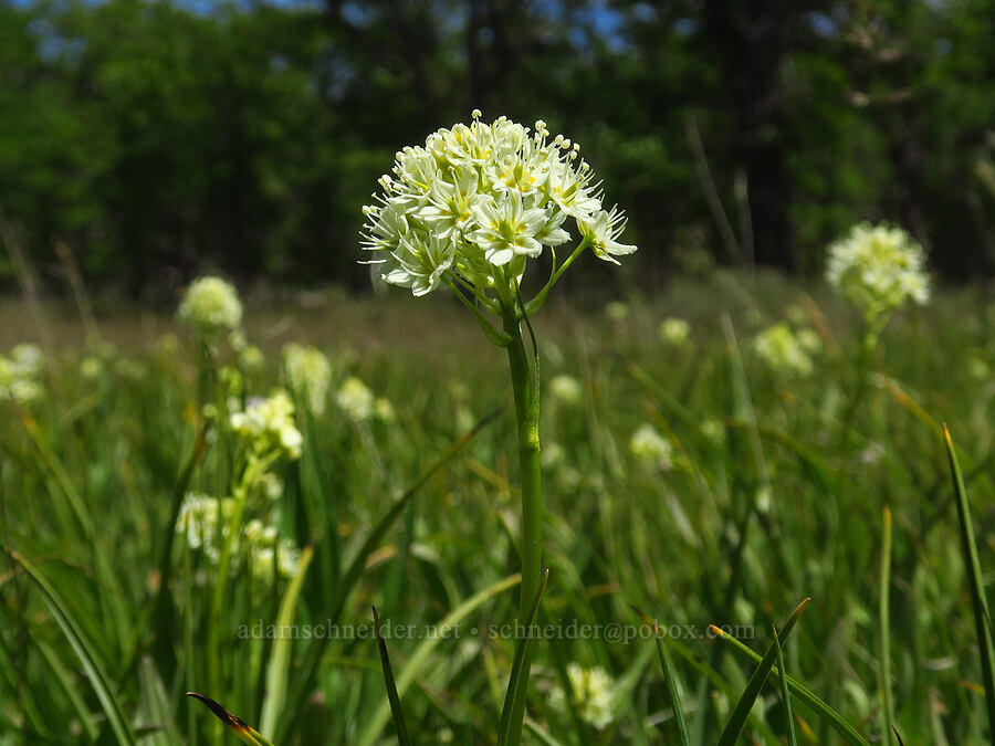 meadow death-camas (Toxicoscordion venenosum (Zigadenus venenosus)) [Brooks Memorial State Park, Klickitat County, Washington]