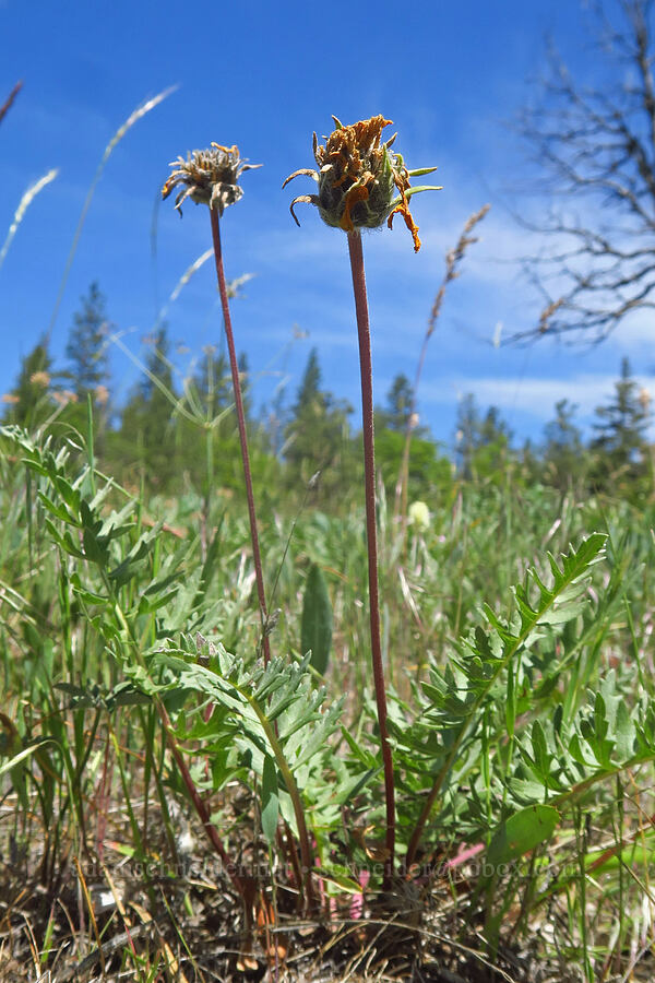 Hooker's balsamroot, fading (Balsamorhiza hookeri) [Brooks Memorial State Park, Klickitat County, Washington]