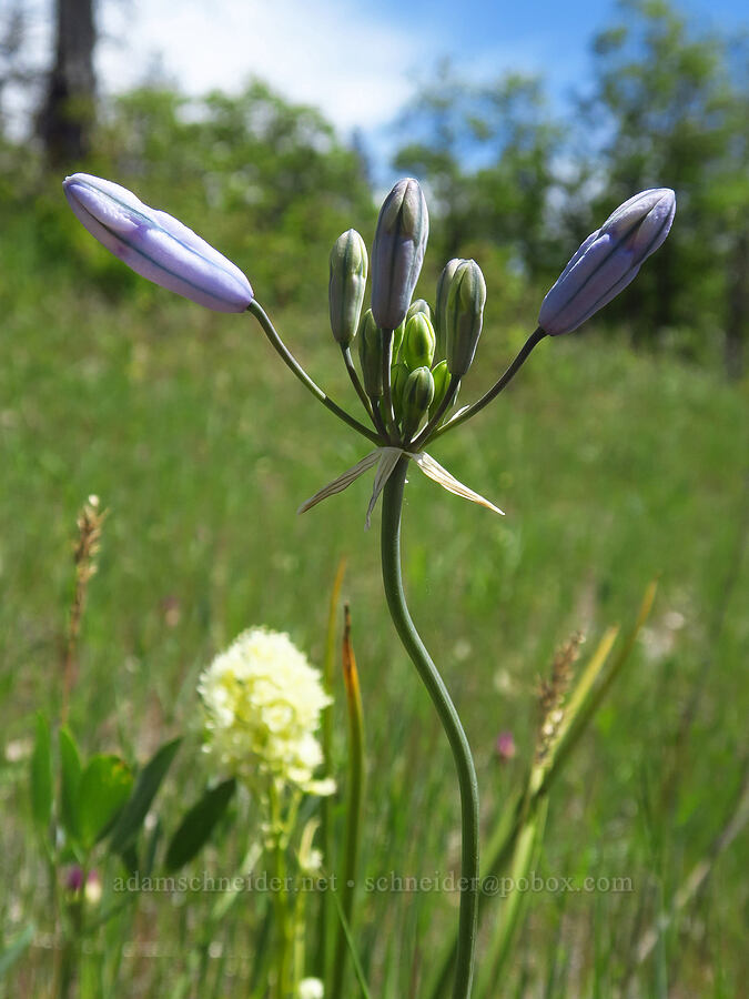 bi-colored cluster lily (Triteleia grandiflora var. howellii (Brodiaea bicolor)) [Brooks Memorial State Park, Klickitat County, Washington]
