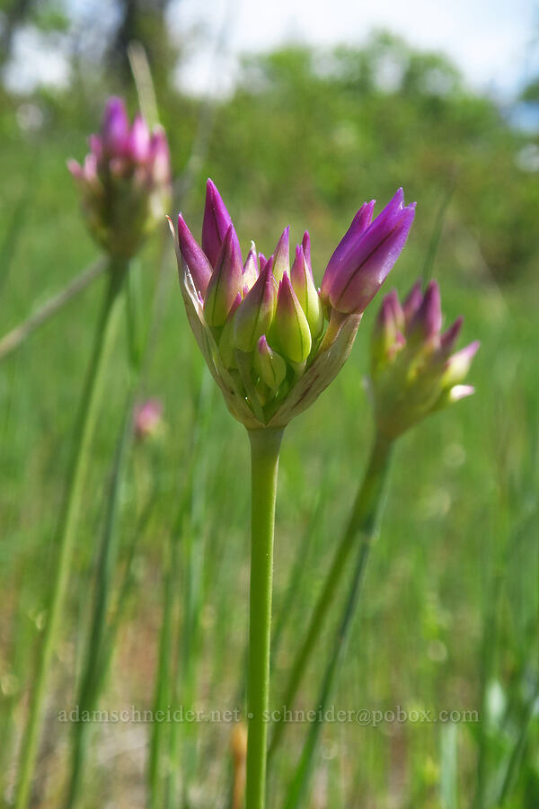 taper-tip onion, budding (Allium acuminatum) [Brooks Memorial State Park, Klickitat County, Washington]
