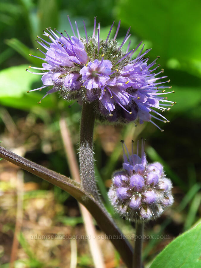 ball-head waterleaf (Hydrophyllum capitatum var. capitatum) [Brooks Memorial State Park, Klickitat County, Washington]