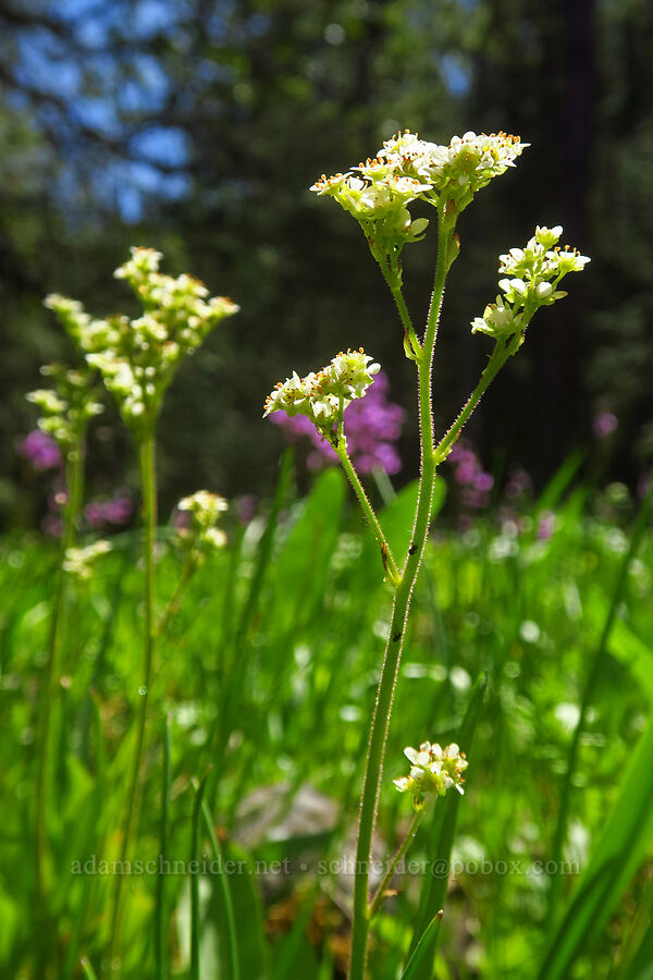 brittle-leaf saxifrage (Micranthes fragosa (Saxifraga integrifolia var. claytoniifolia)) [Brooks Memorial State Park, Klickitat County, Washington]