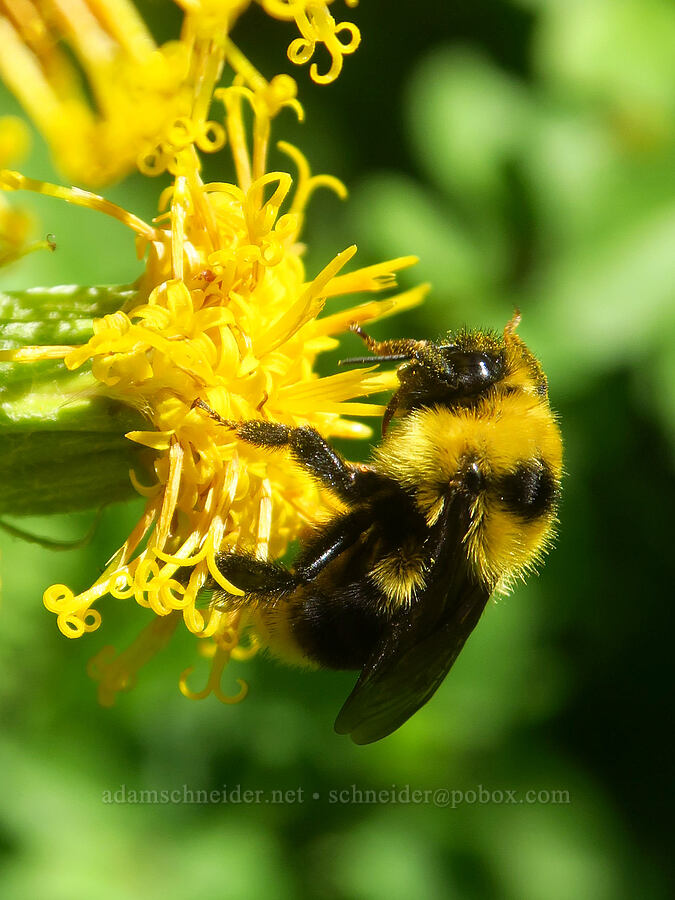 bumblebee on silvercrown luina (Bombus sp., Cacaliopsis nardosmia (Cacalia nardosmia)) [Brooks Memorial State Park, Klickitat County, Washington]