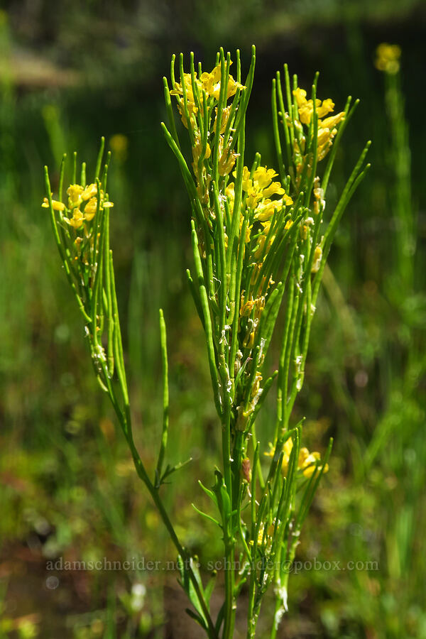 American winter-cress (yellow rocket) (Barbarea orthoceras) [Brooks Memorial State Park, Klickitat County, Washington]