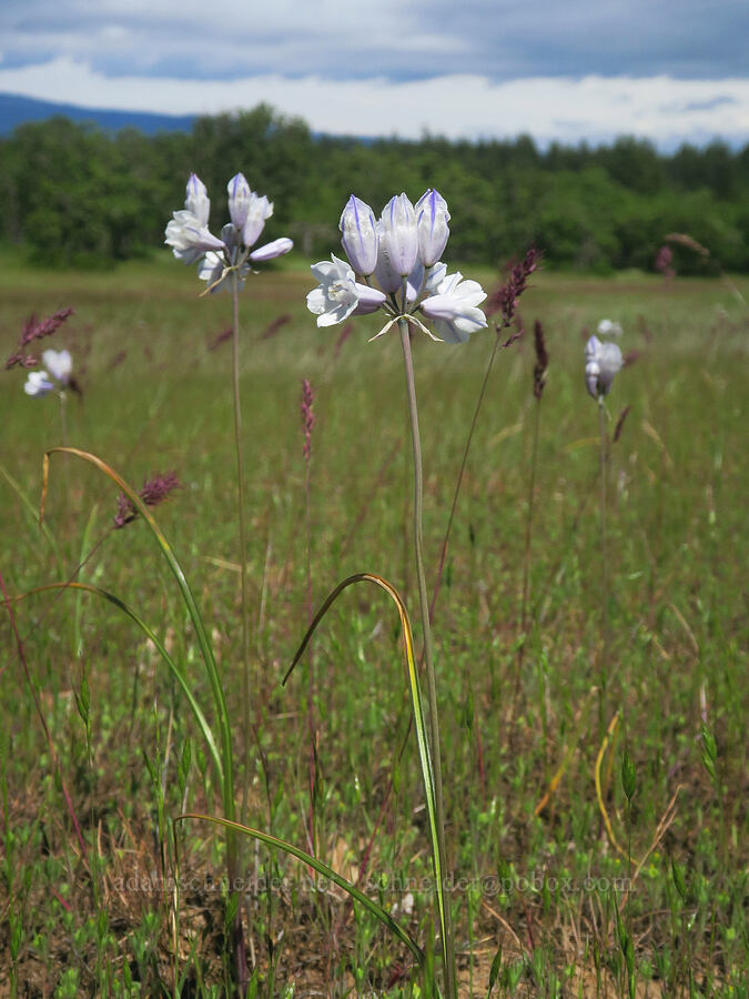 bi-colored cluster lily (Triteleia grandiflora var. howellii (Brodiaea bicolor)) [Soda Springs Wildlife Area, Klickitat County, Washington]