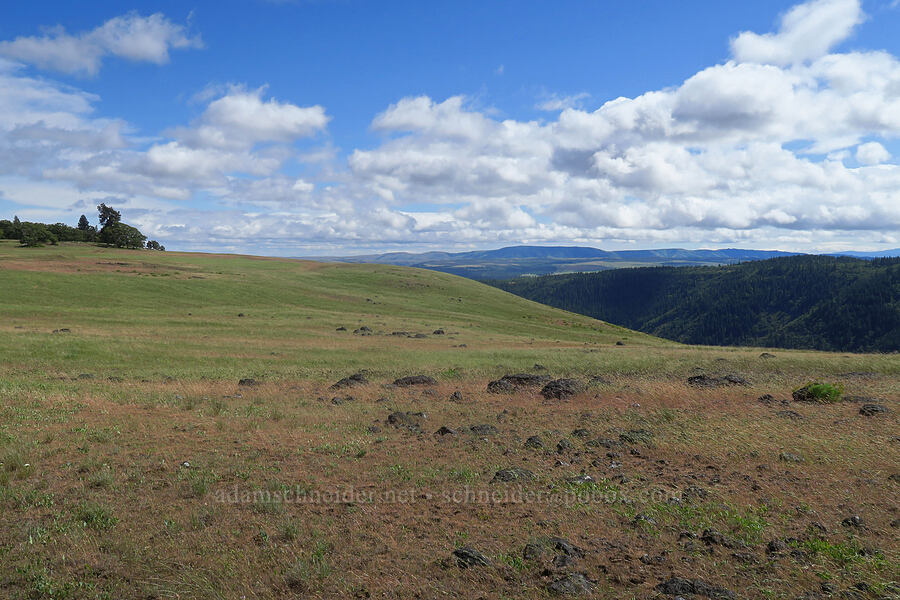 grassy plateau [Soda Springs Wildlife Area, Klickitat County, Washington]