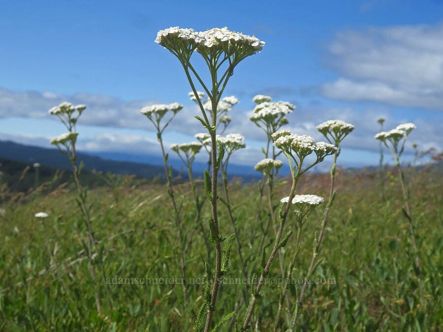 yarrow (Achillea millefolium) [Soda Springs Wildlife Area, Klickitat County, Washington]