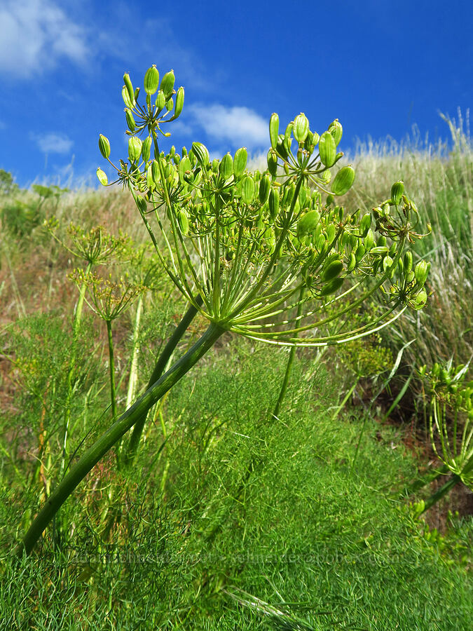 Klickitat desert parsley seeds (Lomatium klickitatense (Lomatium grayi)) [Soda Springs Wildlife Area, Klickitat County, Washington]