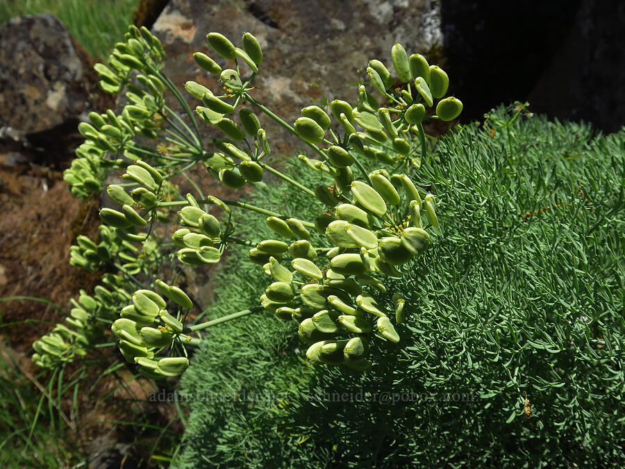 Columbia desert parsley seeds (Lomatium columbianum) [Soda Springs Wildlife Area, Klickitat County, Washington]