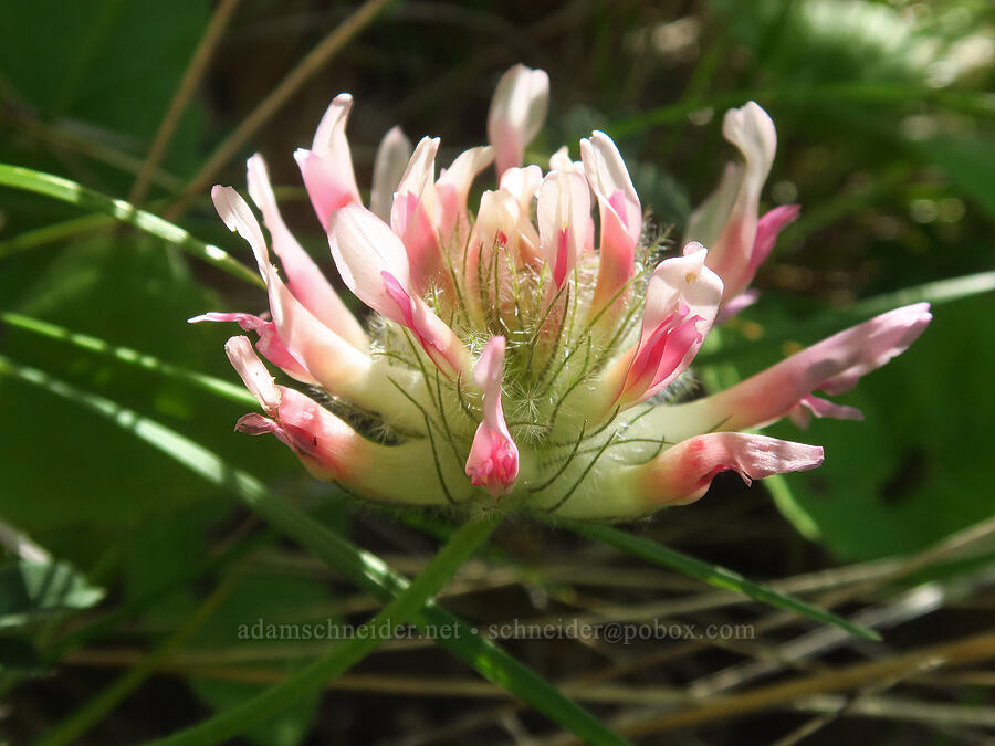 big-head clover (Trifolium macrocephalum) [Soda Springs Wildlife Area, Klickitat County, Washington]