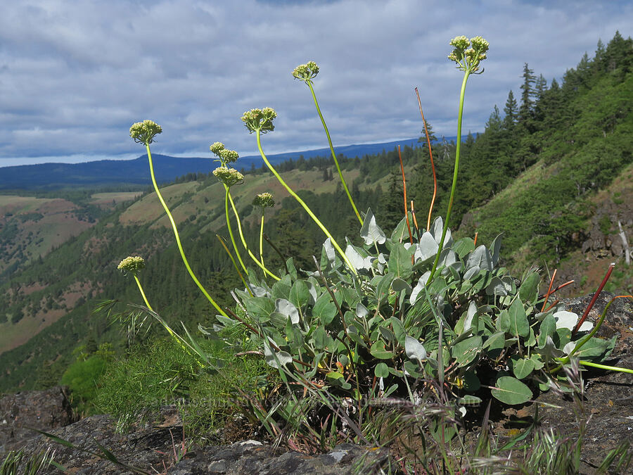 heart-leaf buckwheat (Eriogonum compositum) [Soda Springs Wildlife Area, Klickitat County, Washington]
