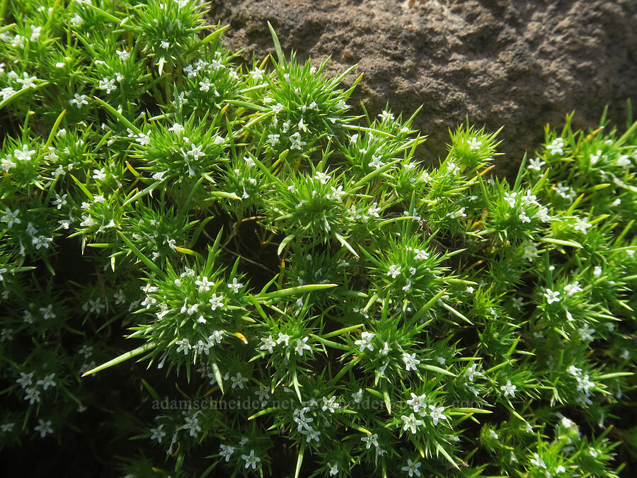 least navarretia (Navarretia leucocephala ssp. minima) [Soda Springs Wildlife Area, Klickitat County, Washington]